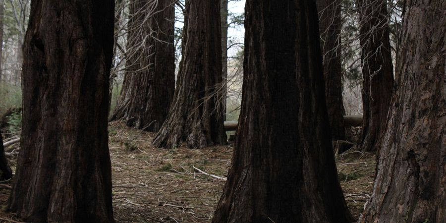 Consulting Forestry