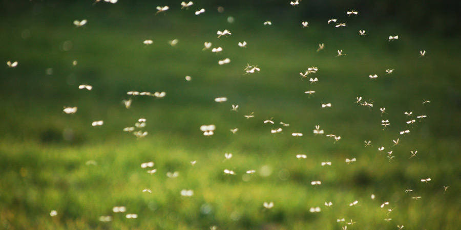 Protect Yourself From Pesky Pests [Infographic]